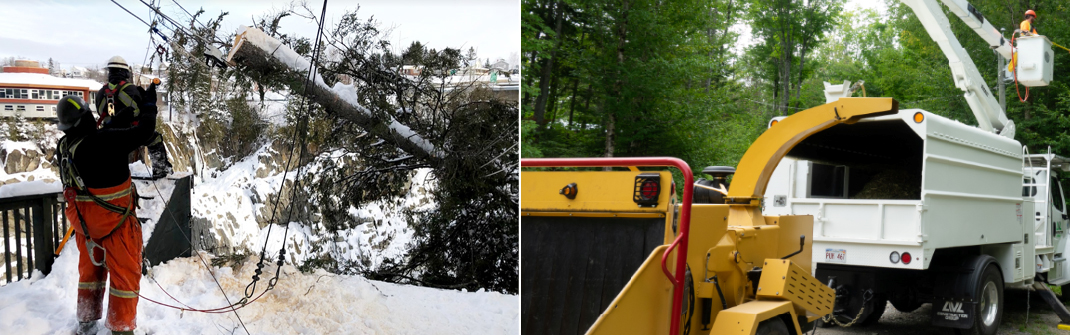 AVL Construction Group - Tree Trimming